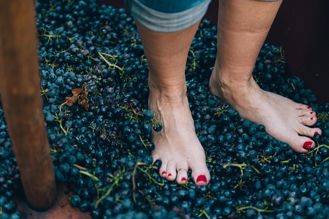 Grape Stomping in Tuscan Farmhouse - Participant Feedback and Highlights