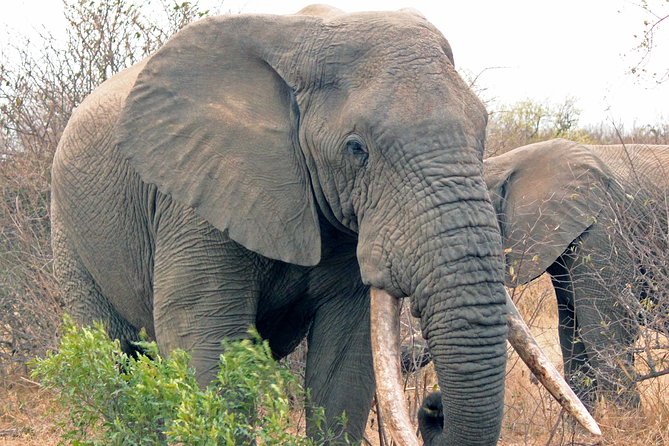 Greater Kruger National Park 4 Day Safari at a Private Game Lodge - Traveler Reviews