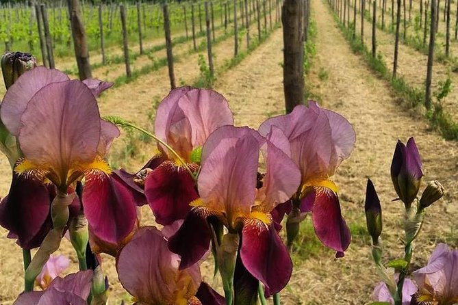 Greek Temples Of Paestum , Mozzarella Factory And Wineries - Winery Experiences