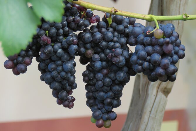 Guided 4x4 Adventure and Skywalk With Wine and Tapas in Madeira - Safety and Medical Conditions
