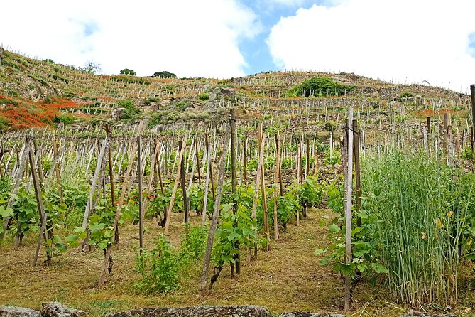 Guided Day Tour and Wine Tasting Northern Rhône Valley - Additional Information