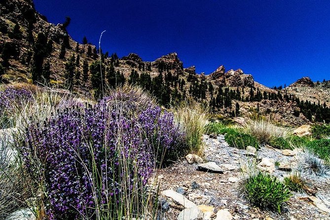 Guided Hike - The Tajinaste Trail - Pickup and Meeting Points