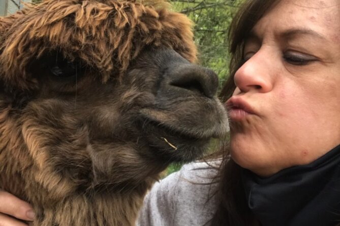 Guided Lilymoore Alpaca Farm Tour - Family-Friendly Activities