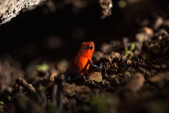 Guided Night Hike Arenal Mundo Aventura - Booking and Payment