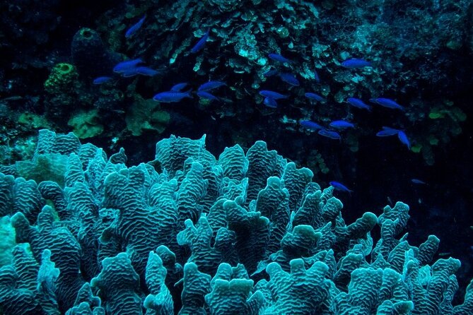 Guided Night Snorkeling in Roatan - Safety Measures and Expert Guides