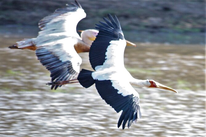 Guided Safari Tour, Lodging & Meals, S. Luangwa National Park by Landcruiser 4x4 - Customer Feedback and Accessibility