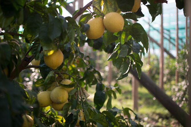 Guided Tour of the History and Tradition of the Sorrento Lemon - Sorrento Lemon History and Tradition