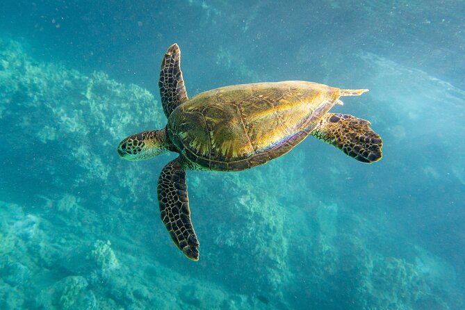 Guided Turtle Town Snorkeling Tour With Underwater Photos - Pricing and Cancellation Policy