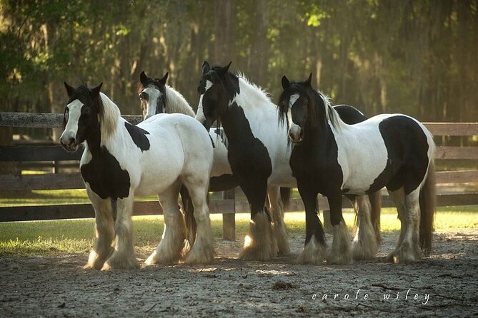 Gypsy Gold Horse Farm Walking Tour - Nearby Attractions