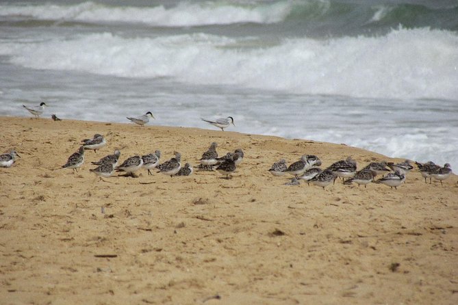 Half-Day Birdwatching at Alvor Dunes - Meeting and Pickup Location