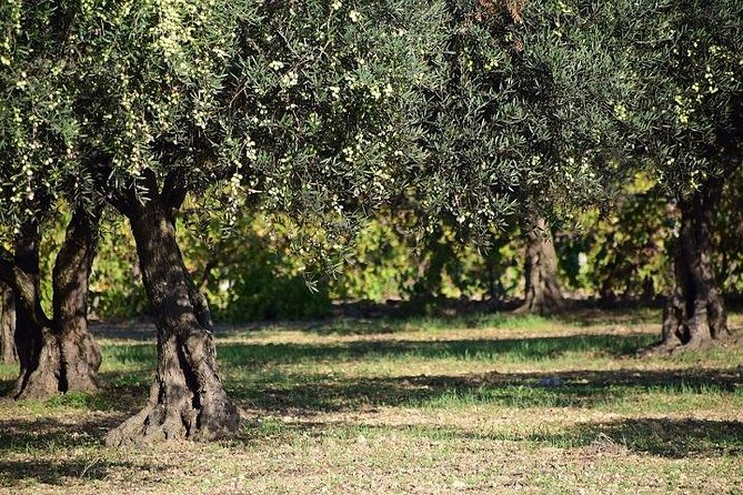 Half-Day Chianti Wine and Olive Oil Tour From Viareggio - Sum Up