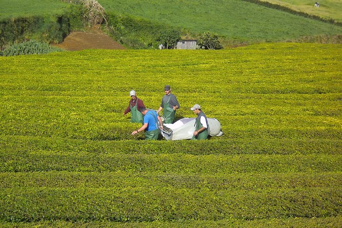 Half Day Gorreana - Pedestrian Walk and Tea Tasting (Min. 2 Persons) - Customer Reviews