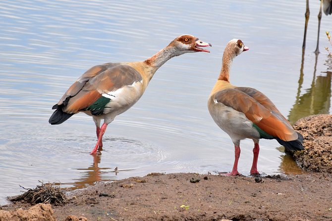 Half Day Nairobi National Park Tour - Highlights of the Half-Day Tour