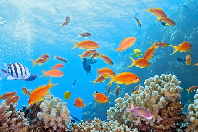 Half-Day Puerto Morelos Snorkeling Experience With Lunch - Highlights of Customer Feedback