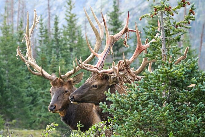 Half-Day Rocky Mountain National Park Lake and Meadows Tour - Accessibility and Additional Information