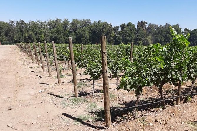 Half Day Wine Tour to Concha Y Toro From Santiago Seasonal Offer - Frequently Asked Questions