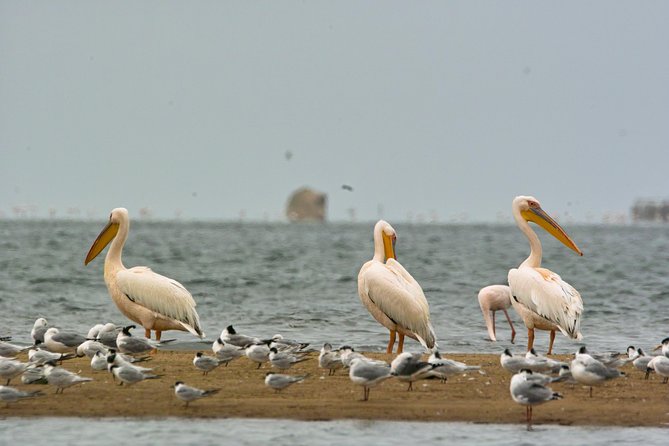 Highlights of Walvis Bay Guided 1/2 Day Tour (Shore Excursion) - What to Expect During the Tour