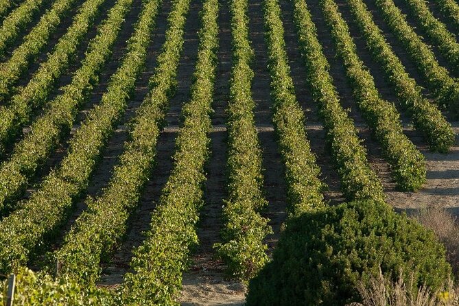 Historic Winery Visit With Food and Wine Tasting in Marsala - Booking and Reservations