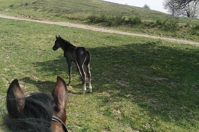 Horse Ride in the Mugello (Transfer From / to Florence) and Tuscan Aperitif - Reviews and Ratings