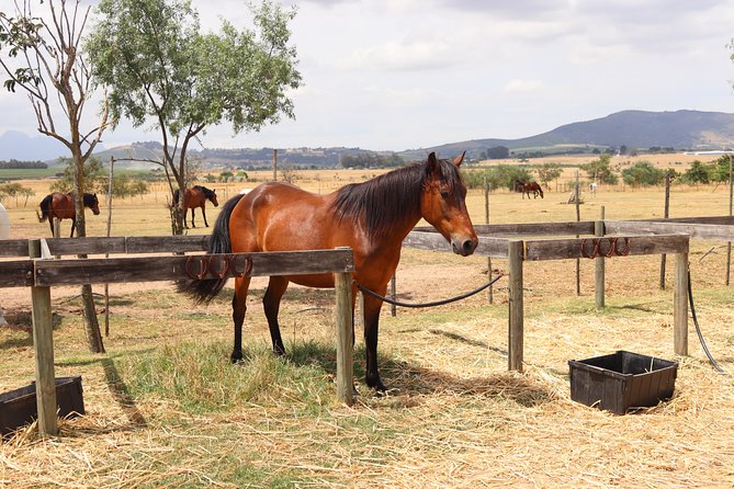 Horse Riding Wildlife Safari - Wildlife Encounters