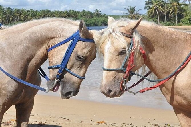 Horseback Riding to Maimon River From Punta Cana - Attire and Fitness Level