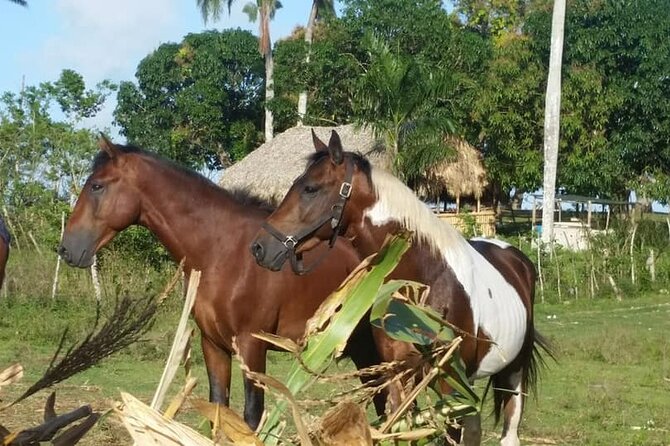 Horseback Riding With Pickup From Punta Cana - Booking Information