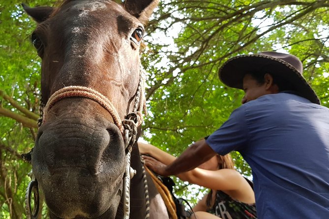 Hot Springs Horseback Riding Adventure - Reviews
