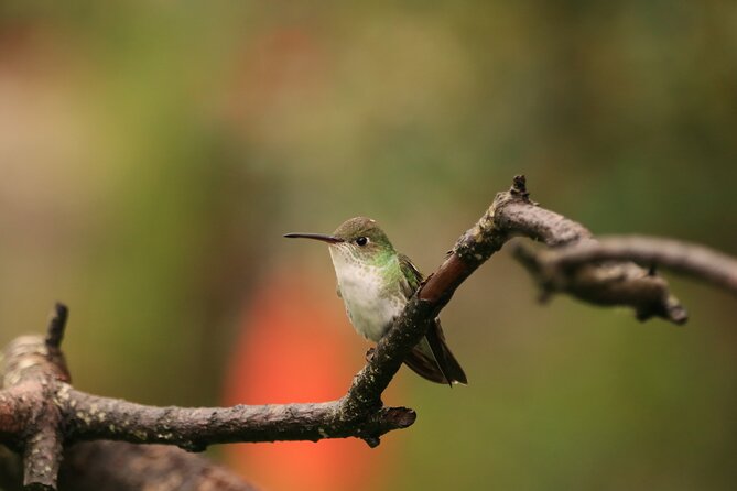 Hummingbirds of the Sacred Valley - Cusco - Exploring Hummingbird Diversity
