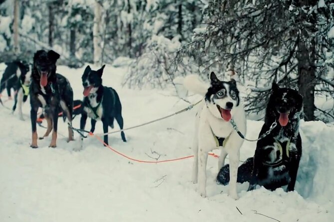 Husky Sledding Ride in Levi 5 KM - Health and Safety Considerations