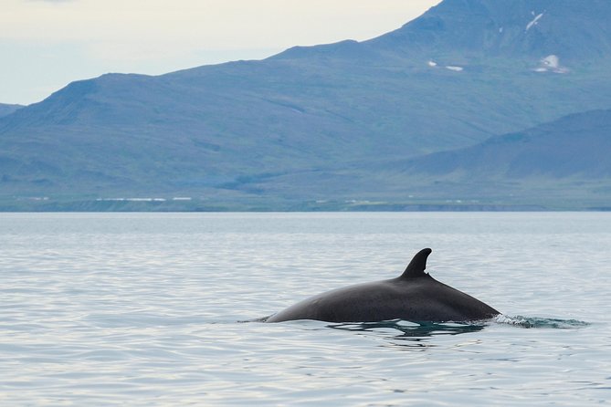 Icelandic Horse Riding and Whale Watching Cruise From Reykjavík - Important Tour Information