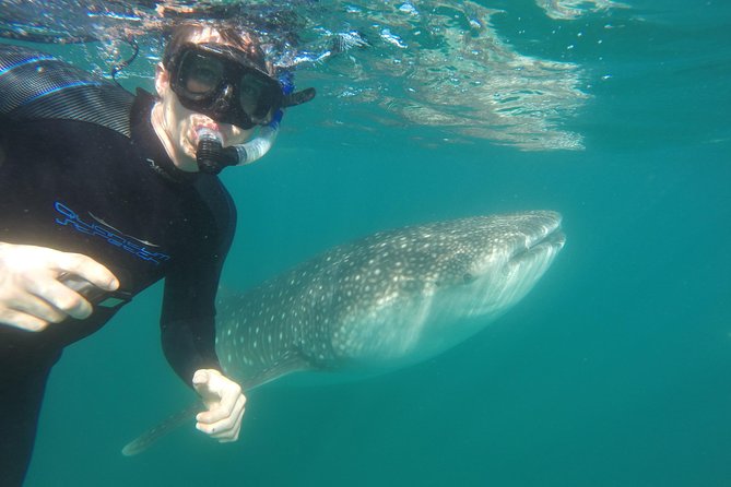 Intimate Eco-Friendly Whale Shark Encounter - Premium Service - Experience Highlights
