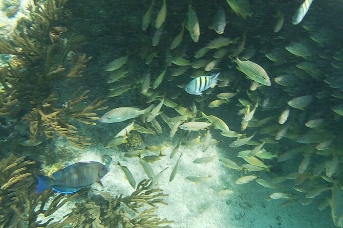 Isla Mujeres Snorkeling Adventure at the Underwater Museum - Meeting Point and Logistics
