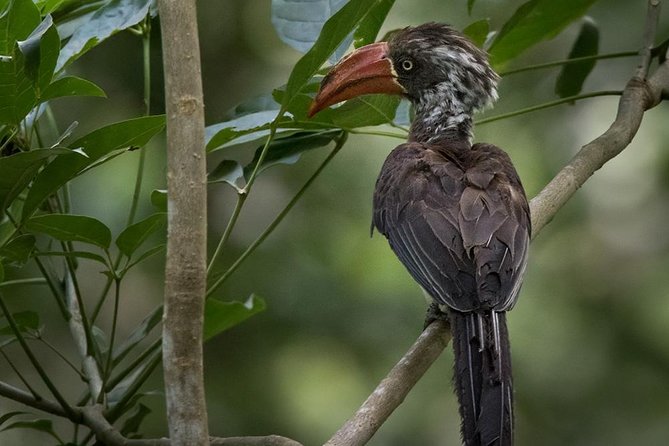 Jozani Forest Reserve Half-Day Guided Tour From Zanzibar - Jozani Forest Highlights