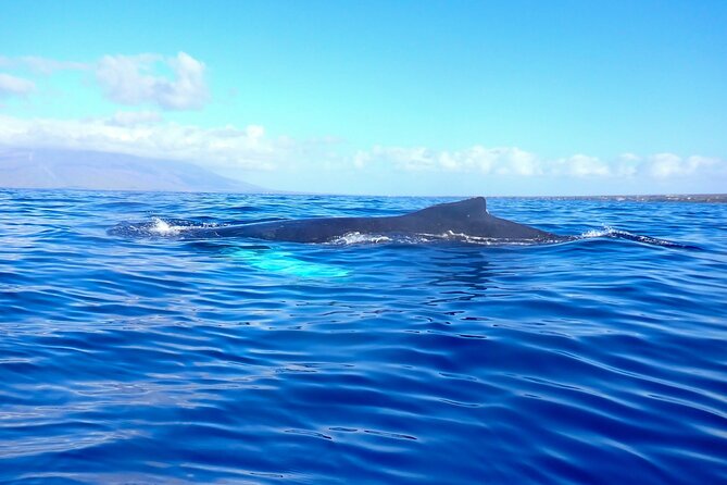 Kayak Whale Watching Tour (7am-10am) - Traveler Experiences
