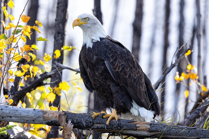Kenai River Guided Fishing Charters in Alaska - Booking Information