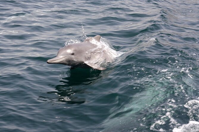 Khasab Musandam Half Day Dhow Cruise and Snorkeling Trip - Snorkeling Experience