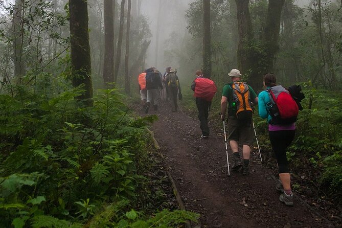 Kilimanjaro 1 Day Hike - Efficient Private Transportation With Kili Taxi