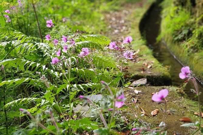Kings Levada - São Jorge - Laurissilva Forest Exploration