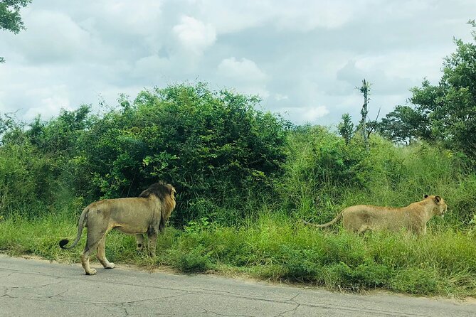 Kruger National Park Full-Day Tour - Exploring Kruger National Park