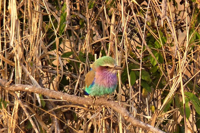 Kruger National Park Morning Game Drive From Hazyview - Scenic Kruger Park