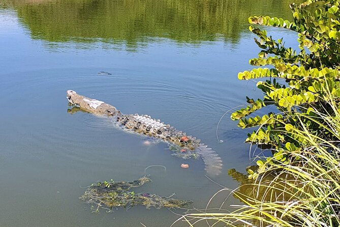 Lagoon Ride AfroMex Village Baby Turtle Release &Croc Farm Visit - Lagoon Ride and Wildlife Viewing