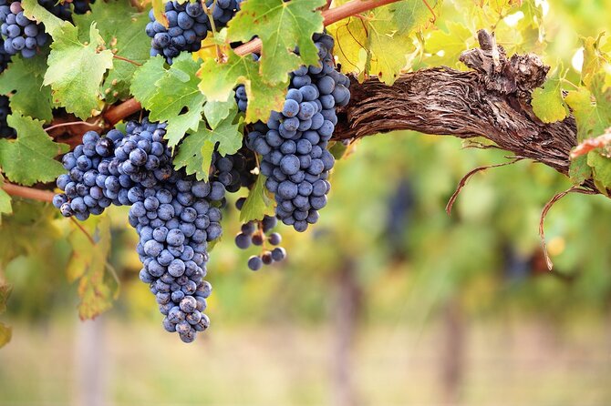 Lake Country Half Day Guided Wine Tour With 4 Wineries - Participation Guidelines