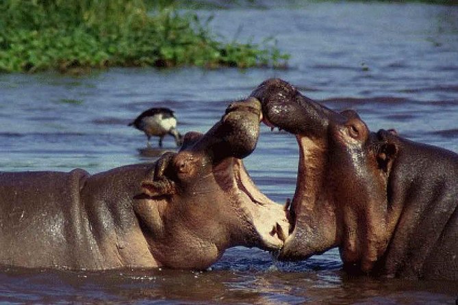Lake Manyara National Park Full-Day Tour From Arusha - Meeting and Pickup Logistics