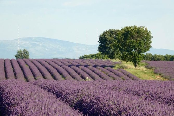 Lavender Fields Visit With Private Transportation  - Marseille - Accessing Customer Support