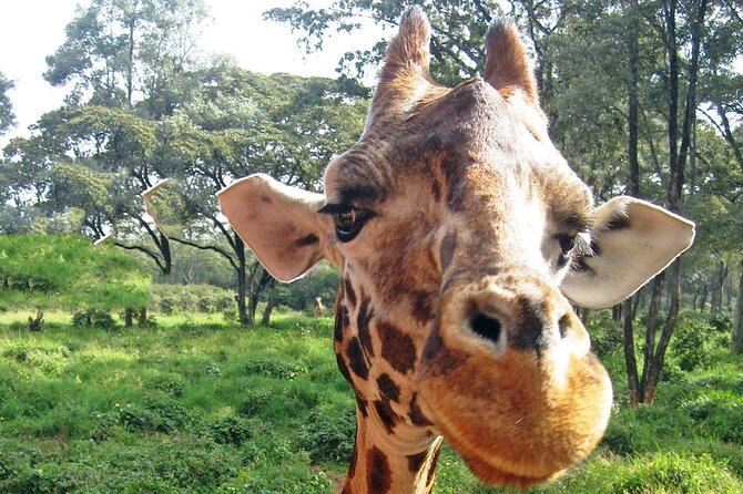 Layover & Stopover in Nairobi Private Tour - Animal Encounters