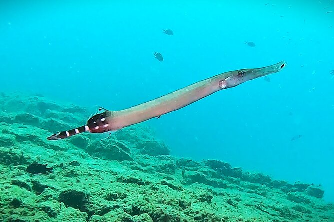 Learn Scuba Diving in Tenerife With Photos Included - What to Expect During the Experience