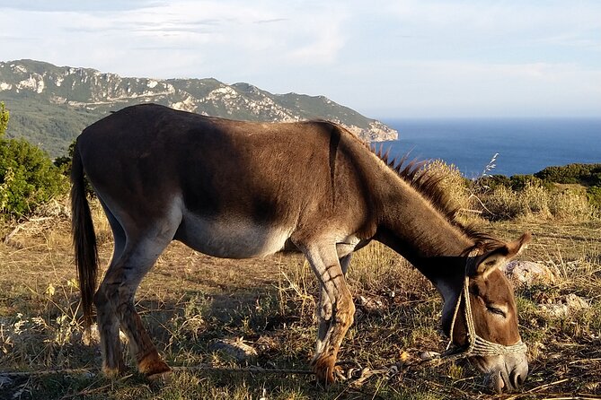 Liapades Private Guided Beaches and Olive Grove Hike  - Corfu - Tour of Liapades Village
