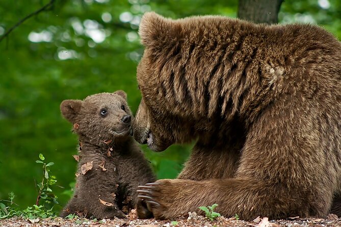 Libearty Bear Sanctuary and Dracula Castle From Brasov - Booking Information