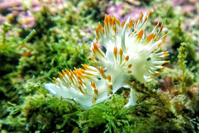 Lisbon Eco-Try Dive - Diving Baptism - Underwater Exploration Guarantee