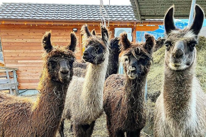 Llama Hike Through the Wonderful Liechtenstein Mountains - Llama Personalities and Experiences